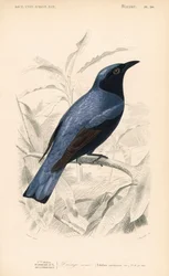 Hvidbuget drongo, Dicrurus caerulescens. Håndkoloreret stik af Fournier efter en illustration af Edouard Travies fra Charles d
