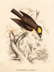 Hvidstrubet spidsnæb, Platyrinchus mystaceus (Gulhovedet fladnæb, Platyrhynchus cancromus). Håndkoloreret stålstik fra Georg Friedrich Treitschkes naturhistoriske galleri, Naturhistorischer Bildersaal des Thierreiches, Liepzig.