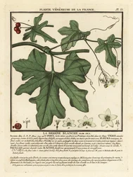 Hvid bryony, Bryonia alba.