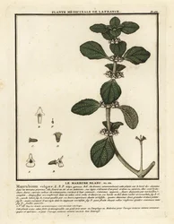 Hvid horehound, Marrubium vulgare.