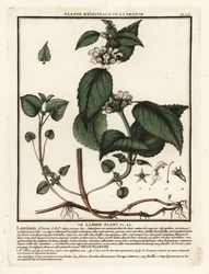 Hvid brændenælde, Lamium album.