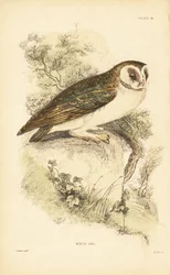 Hvid ugle eller slørugle, Tyto alba, der sidder på en sten. 1889 (gravering)