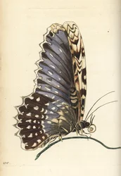 Hvid heksemøl, Thysania agrippina (Agrippina-sommerfugl, Phalaena agrippina). Illustration tegnet og graveret af Richard Polydore Nodder efter Maria Sibylla Merian. Håndkoloreret kobberstik fra George Shaw og Frederick Nodders The Naturalist.