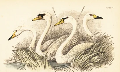 Knopsvane, knopsvane, Bewicks svane. 1889 (gravering)