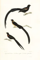 Whydah fugle og enkefugle.