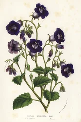Vilde Canterbury-klokker, Phacelia minor (Whitlavia grandiflora). Håndkoloreret litografi fra Louis van Houtte og Charles Lemaires Flowers of the Gardens and Hothouses of Europe, Flore des Serres et des Jardins de l