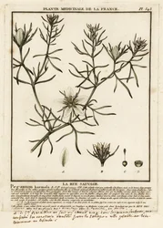 Wild rue, Peganum harmala.