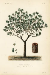 Vinterbark eller canelo, Drimys winteri, Drimys aromatique