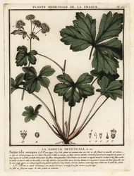 Træsanikel, Sanicula europaea.