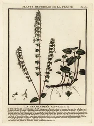 Woodland germander, Teucrium scorodonia.