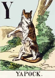 Y : Yapock - Jagtalfabetet, ca. 1890 (gravering)