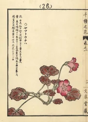 Yamato uchiwa eller iwakagami, Schizocodon soldanelloides, japansk alpeplante. Håndkoloreret træsnit af Kono Bairei fra Senshu no Hana (Tusind forskellige blomster), Bunkyudo, Kyoto.