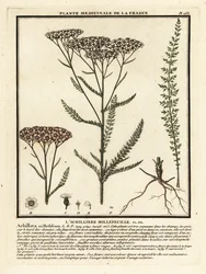 Røllike, Achillea millefolium.