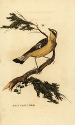 Gulrumpet fluesnapper, Ficedula zanthopygia. 1815 (gravering)