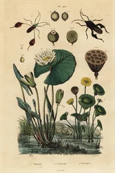 Gul lotus, Nelumbo lutea 1, bladfodede bugs, Anisoscelis foliaceus 2 og Anoplocnemis curvipes 3 og hvid åkande, Nymphaea alba 4