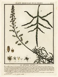 Gul mignonette, Reseda lutea.