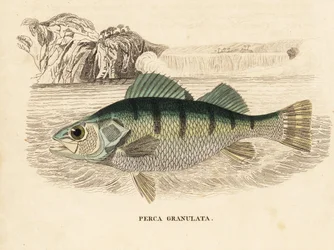 Gul aborre, Perca flavescens (granuleret aborre, Perca granulata). Håndkoloreret stålstik fra Georg Friedrich Treitschkes naturhistoriske galleri, Naturhistorischer Bildersaal des Thierreiches, Liepzig-1842.