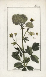 Gul pigamon (Thalictrum flavum). Litografi fra "Afbeelding der Artseny-Gewassen" af Johannes Zorn (1739-1799), Holland