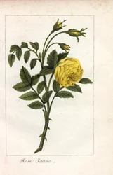 Gul rosa, gul rosa, Rosa lutea. Håndkoloreret kobberstik af en illustration af Miss Prudhomme fra "Hommage rendu a la Rose", Paris, ca. 1815. En gavebog med rosens historie og et dusin botaniske miniaturer.