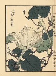 Yuugao, hyoutan, kalabas eller flaskekalebasblomst, Lagenaria siceraria. Håndkoloreret træsnit af Kono Bairei fra Kusa Bana Hyakushu (One Hundred Varieties of Flowers), Tokyo, Yamada