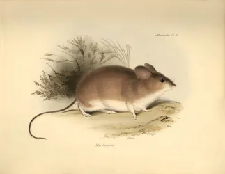Zoologi: Darwins "Mud Darwinii" eller mus beskrevet af Charles Darwin under hans opdagelsesrejse om bord på Beagle. Planche fra "The Zoology of the voyage of H.M.S. Beagle under the command of Captain Fitzroy during the years 1832 to 1836 edited and sup