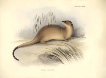 Zoologi: "Didelphis crassicaudata" af opossumfamilien beskrevet af Charles Darwin under hans opdagelsesrejse ombord på Beagle. Planche fra "The Zoology of the voyage of H.M.S. Beagle under the command of Captain Fitzroy during the years 1832 to