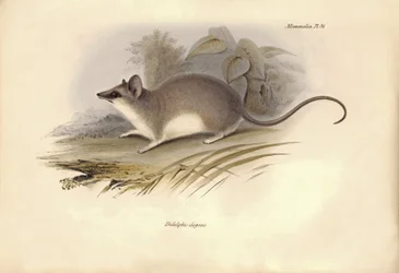 Zoologi: "Didelphis elegans" af opossumfamilien beskrevet af Charles Darwin under hans opdagelsesrejse ombord på Beagle. Planche fra "The Zoology of the voyage of H.M.S. Beagle under the command of Captain Fitzroy during the years 1832 to 1836".