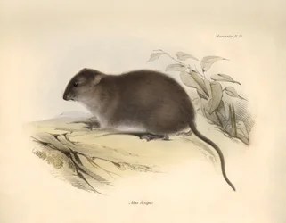 Zoologi: "Mus fuscipes" eller gnaveren fra den australske kyst beskrevet af Charles Darwin under hans opdagelsesrejse ombord på Beagle. Planche fra "The Zoology of the voyage of H.M.S. Beagle under the command of Captain Fitzroy during the years 1832 to