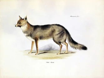 Zoologi: gengivelse af ræven "Canis Azarae" fra Sydamerika, som Charles Darwin beskrev på sin rejse om bord på Beagle. Tallerken fra "The zoology of the voyage of H.M.S. Beagle under the command of Captaain Fitzroy during the years 1832-1836".
