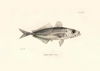 Zoologi: gengivelse af fisken "Caranx declivis" beskrevet af Charles Darwin under hans rejse om bord på Beagle. Planche fra "The zoology of the voyage of H.M.S. Beagle under the command of Captaain Fitzroy during the years 1832-1836"