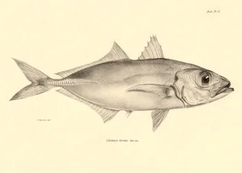 Zoologi: gengivelse af fisken "Caranx torvus" beskrevet af Charles Darwin under hans rejse om bord på Beagle. Planche fra "The zoology of the voyage of H.M.S. Beagle under the command of Captaain Fitzroy during the years 1832-1836".