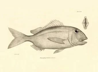Zoologi: gengivelse af fisken "Chrysophrys taurina" beskrevet af Charles Darwin på hans rejse ombord på Beagle. Planche fra "The zoology of the voyage of H.M.S. Beagle under the command of Captaain Fitzroy during the years 1832-1836".
