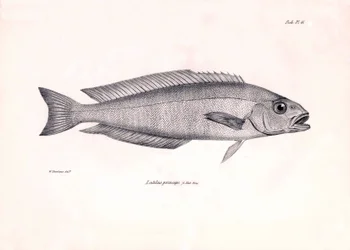 Zoologi: gengivelse af fisken "Latilus princeps" beskrevet af Charles Darwin under hans rejse ombord på Beagle. Planche fra "The zoology of the voyage of H.M.S. Beagle under the command of Captaain Fitzroy during the years 1832-1836" (Zoologien fra H.M.S. 