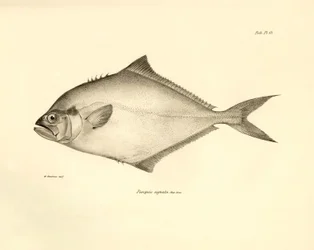 Zoologi: gengivelse af fisken "Paropsis signata" beskrevet af Charles Darwin under hans rejse ombord på Beagle. Planche fra "The zoology of the voyage of H.M.S. Beagle under the command of Captaain Fitzroy during the years 1832-1836".