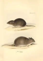 Zoologi: "Mus Renggeri" og "Mus obscurus" (rotter) beskrevet af Charles Darwin under hans opdagelsesrejse om bord på Beagle. Planche fra "The Zoology of the voyage of H.M.S. Beagle under the command of Captain Fitzroy during the years 1832 to 183