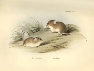Zoologi: "Mus albimaculatus" og "Mus elegans" (mus) beskrevet af Charles Darwin under hans opdagelsesrejse om bord på Beagle. Planche fra "The Zoology of the voyage of H.M.S. Beagle under the command of Captain Fitzroy during the years 1832 to 18