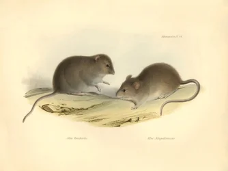 Zoologi: "Mus brachiotis" og Mus "Magellanicus" (rotter) beskrevet af Charles Darwin under hans opdagelsesrejse om bord på Beagle. Planche fra "The Zoology of the voyage of H.M.S. Beagle under the command of Captain Fitzroy during the years 1832 to 1