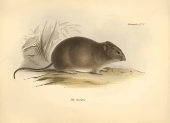 Zoologi: "Mus micropus" eller Grand-A-ears musen, som Charles Darwin beskrev under sin opdagelsesrejse ombord på Beagle. Planche fra "The Zoology of the voyage of H.M.S. Beagle under the command of Captain Fitzroy during the years 1832 to 1836 edited".