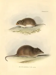 Zoologi: "Mus xanthorhinus" eller markrotte og "Mus nasutus" beskrevet af Charles Darwin under hans opdagelsesrejse om bord på Beagle. Planche fra "The Zoology of the voyage of H.M.S. Beagle under the command of Captain Fitzroy during the years 1832 t