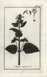katary eller katary eller kattemynte (Nepeta cataria). Litografi fra "Afbeelding der Artseny-Gewassen" af Johannes Zorn (1739-1799), Holland.