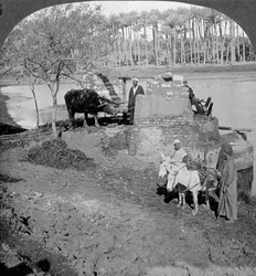 En egyptisk sakieh- eller oksedrevet skovlpumpe, Egypten, 1905.