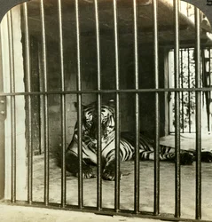 Indfanget menneskeædende tiger, som fik skylden for 200 dødsfald, Calcutta, Indien, ca. 1903