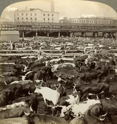 Kvæg, Great Union Stock Yards, Chicago, Illinois, USA.