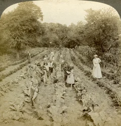 Børn, der arbejder i en køkkenhave, Frelsens Hærs hjem, Spring Valley, New York, USA.