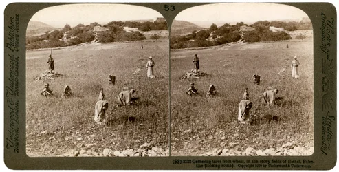 Indsamling af ukrudt fra hvede på de stenede marker i Bethel Baytin, Palæstina, 1900.