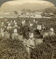 Piger plukker te, Uji, Japan.