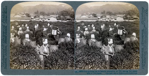 Piger plukker te på den berømte plantage i Uji, Japan, 1904
