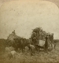 Læsserrør, sukkerplantage, Louisiana, USA.