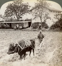 Pløjning af oversvømmet jord til risplantning, nord for hovedvejen ved Uji, nær Kyoto, Japan, 1904.