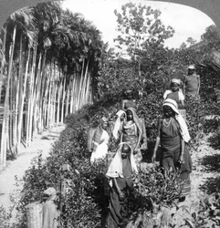 Tamilske kvinder plukker te på Sir Thomas Liptons ejendom, Polgahawela, Sri Lanka, 1903.